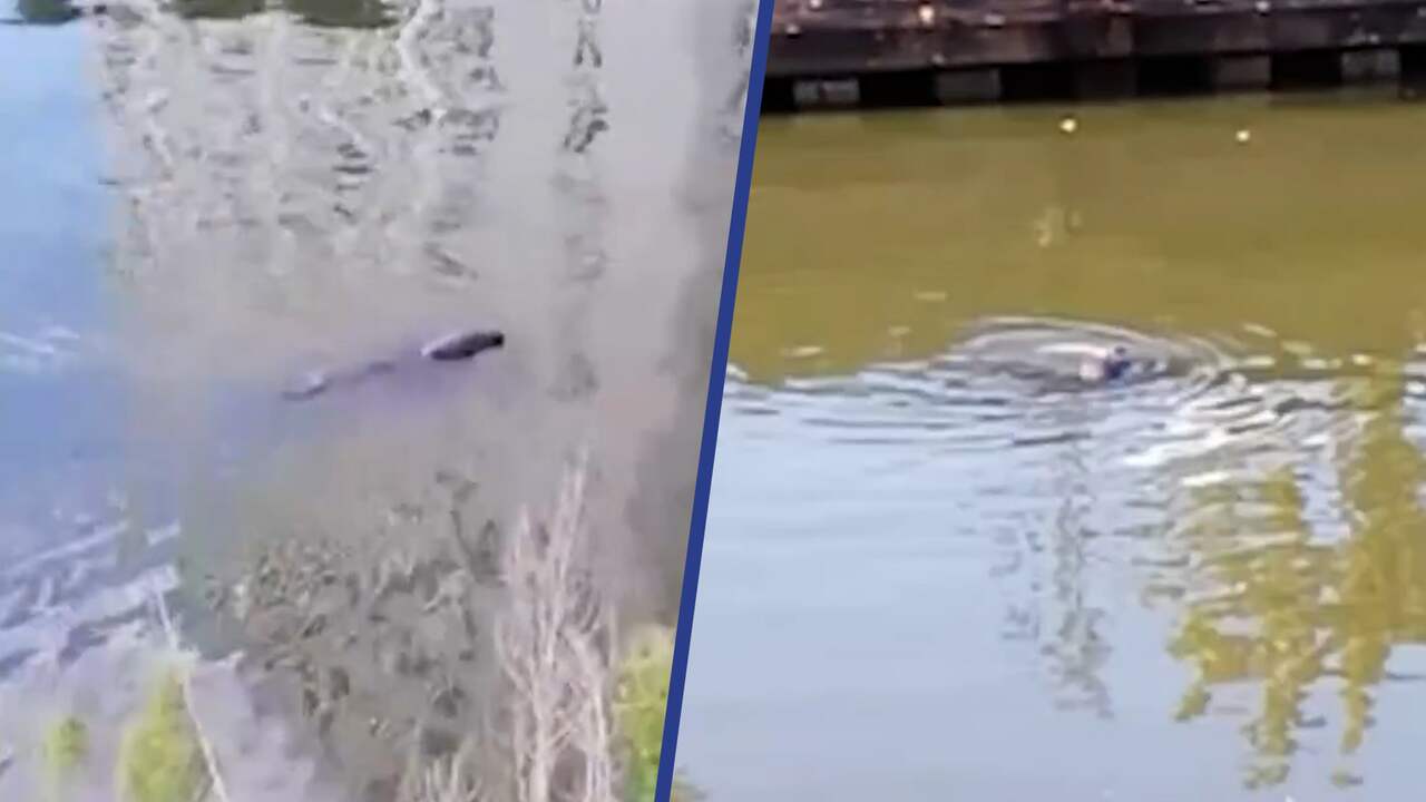 Beeld uit video: Zeehondje duikt op in het centrum van Gent