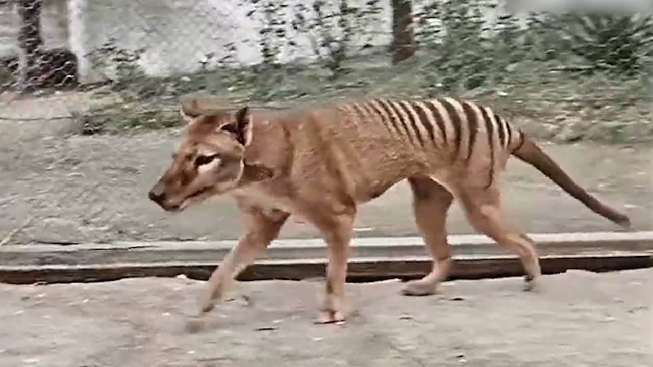 Beeld uit video: Australië deelt ingekleurde beelden van laatste Tasmaanse tijger