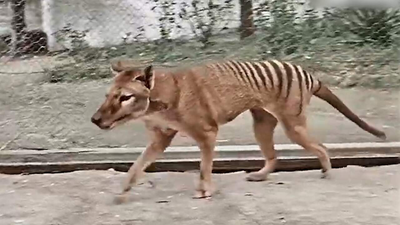 Les scientifiques veulent redonner vie au tigre de Tasmanie éteint après 90 ans |  Science