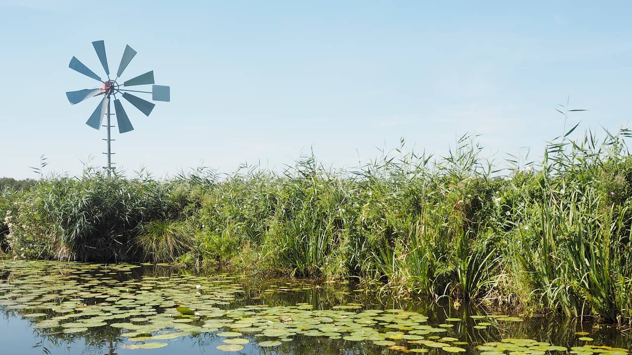 Natur in Südholland und Limburg unter erheblichem Druck, weitere Orte später erkundet |  Stickstoff