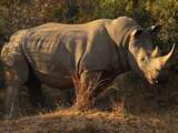 Aantal gestroopte neushoorns in Zuid-Afrika opnieuw licht gedaald