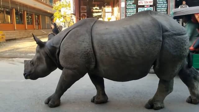 Grote neushoorn struint onverstoorbaar door Nepalese stad