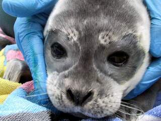 Pieterburen vangt eerste zeehondenpup van het jaar op