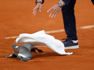 Gewonde duif valt op baan tijdens Roland Garros-partij: 'Zag er niet goed uit'