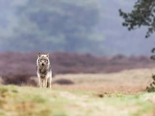 Zeker vijf wolvenwelpen geboren in Midden-Drenthe