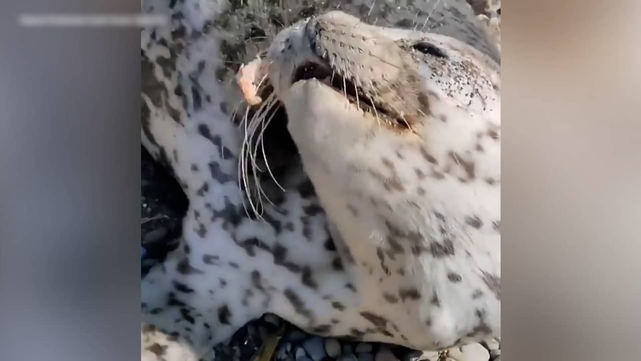 Beeld uit video: Russen bevrijden zeehond van vishaken