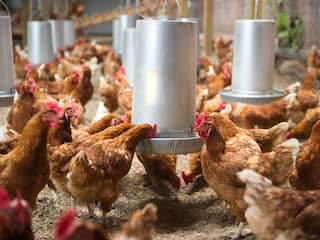 Landelijke ophokplicht om vogelgriep twee weken na intrekking weer van kracht