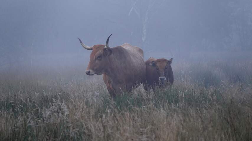 Weerbericht: Nevelige natte ochtend, later opklaringen met af en toe zon