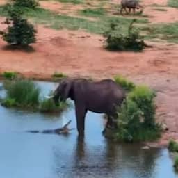 Video | Krokodil valt dorstige olifanten aan in Zimbabwe