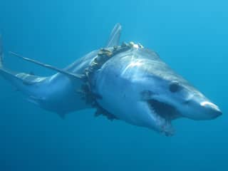Onderzoek: 'Honderden haaien en roggen zijn verstrikt in afval'