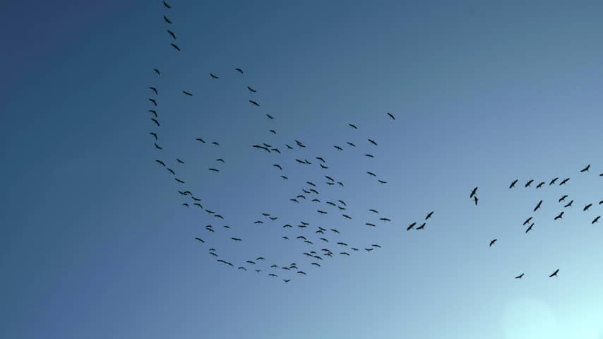 395 vogels vliegen tegen wolkenkrabber aan