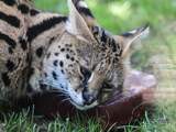Ontsnapte wilde savannah-kat nog niet gevangen, grijpt konijn