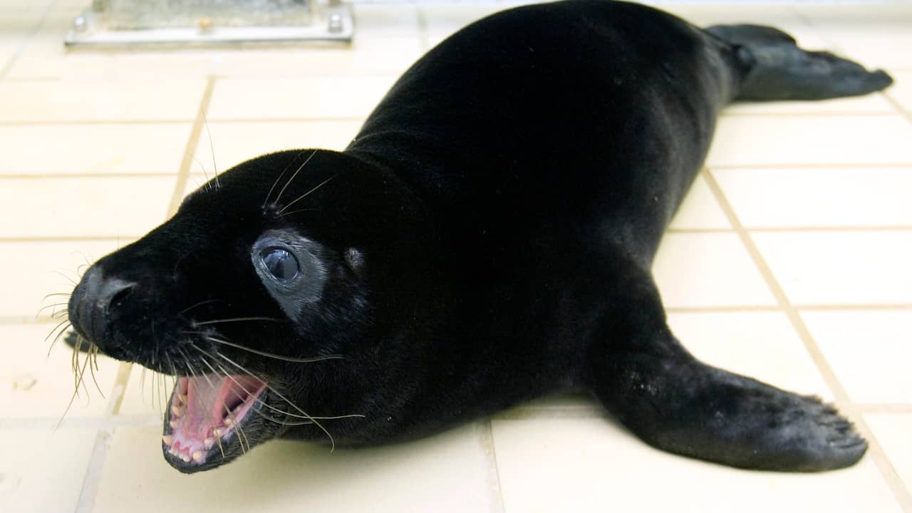 een schuldeiser verliezen grot Tweede zeldzame zwarte zeehond binnengekregen bij opvang Pieterburen | NU -  Het laatste nieuws het eerst op NU.nl