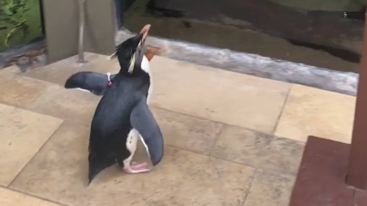 Pinguïns verkennen gesloten aquariumpark in Chicago