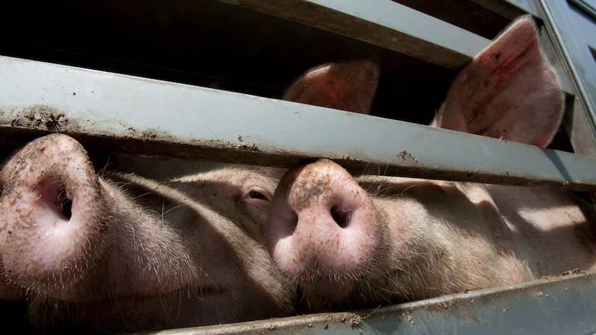 Nederland voerde vorig jaar voor 1,8 miljard euro aan levende dieren uit