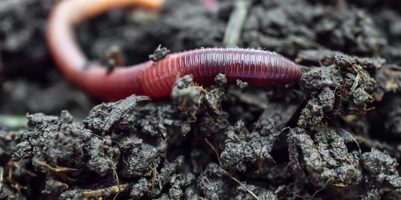 Zandhoopjes in de tuin: regenwormen zijn voor je aan het werk