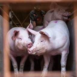 'Nederland heeft 2,3 miljoen varkens meer dan officiële cijfers melden'