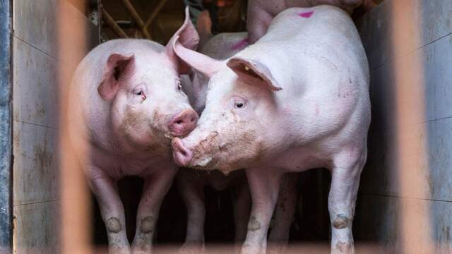 Nederland heeft 2,3 miljoen varkens meer dan officiële Nederland heeft 2,3 miljoen varkens meer dan officiële