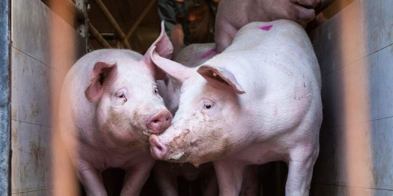 'Nederland heeft 2,3 miljoen varkens meer dan officiële cijfers melden'