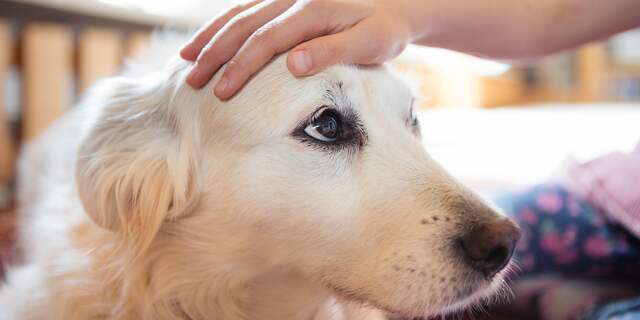Hond