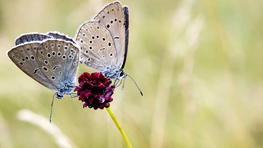 Intensieve landbouw en klimaatverandering is dodelijke combinatie voor insecten
