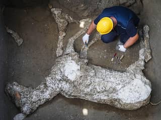 Resten van paard uitgegraven in Pompeï