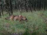 Voor het eerst wolvenwelpen gezien in Park De Hoge Veluwe
