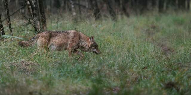 Wolf Veluwe