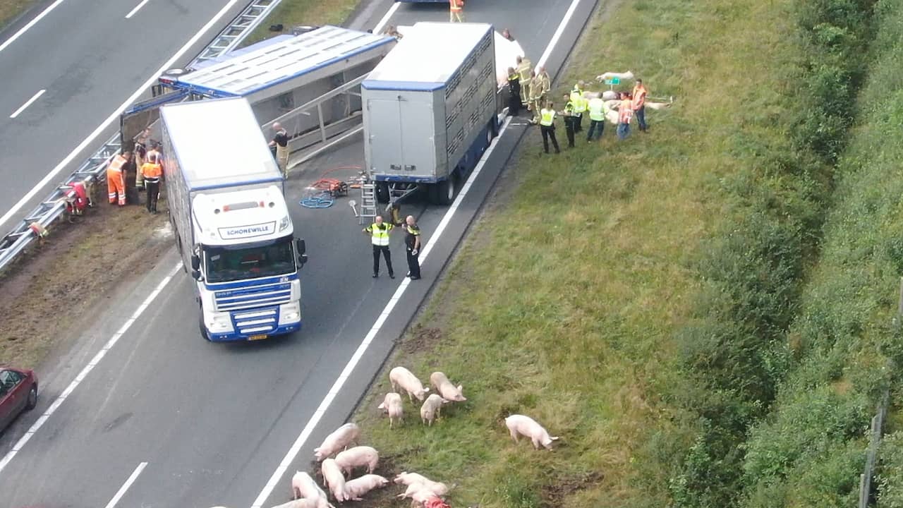 Beeld uit video: Varkens lopen los op snelweg na ongeluk in Drenthe