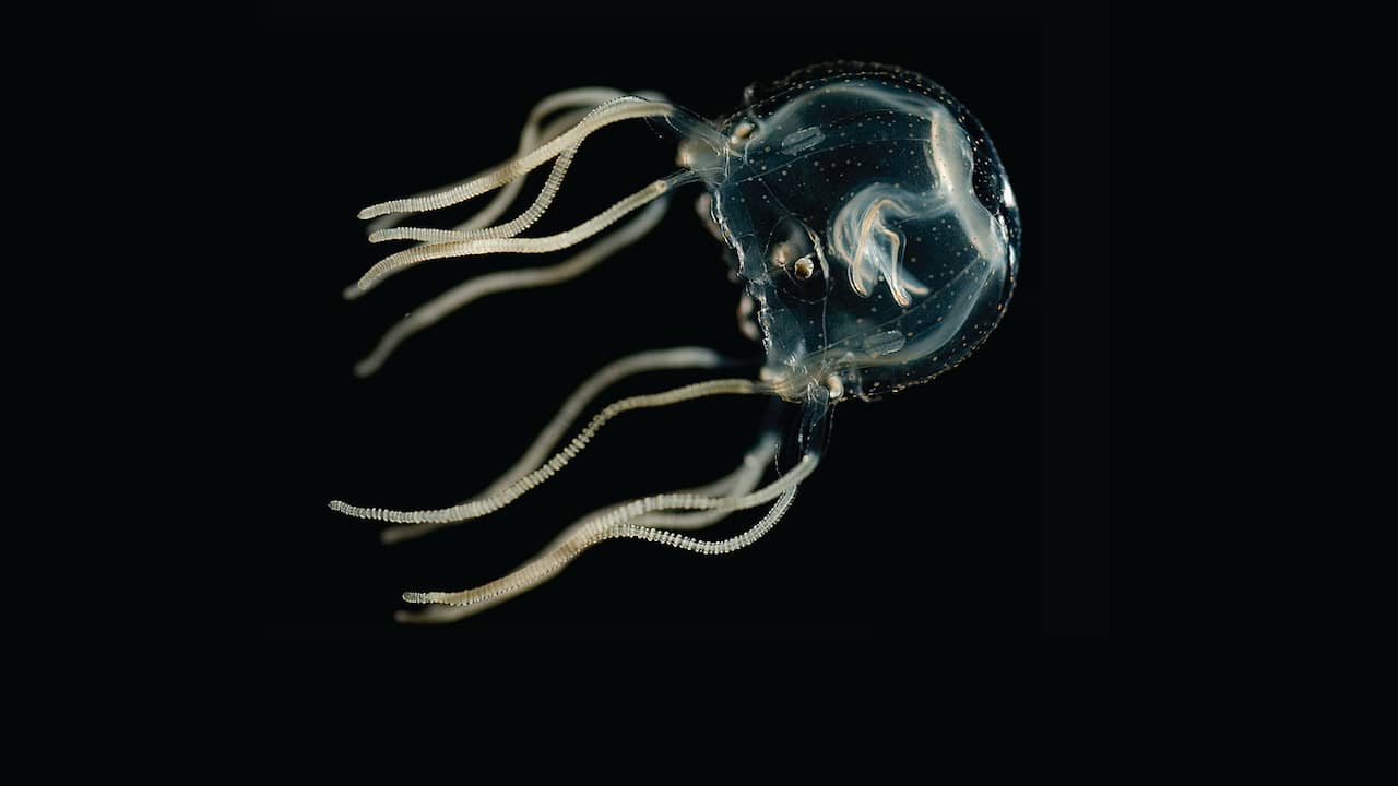 Le meduse caraibiche non hanno cervello ma possono ancora imparare |  Scienze