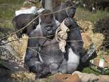 Gorilla Bokito stierf aan hartfalen, achterliggende oorzaak wordt achterhaald