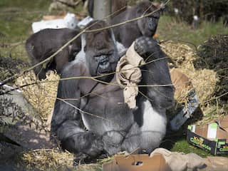 Gorilla Bokito stierf aan hartfalen, achterliggende oorzaak wordt achterhaald