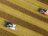 Chinese boeren rijden op maaimachines om rijst te oogsten in de provincie Jiangsu