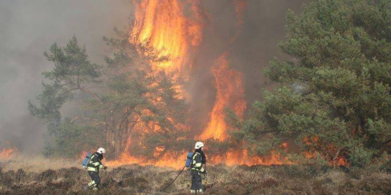 Natuurgebied van 150 hectare verloren gegaan door brand in Limburg