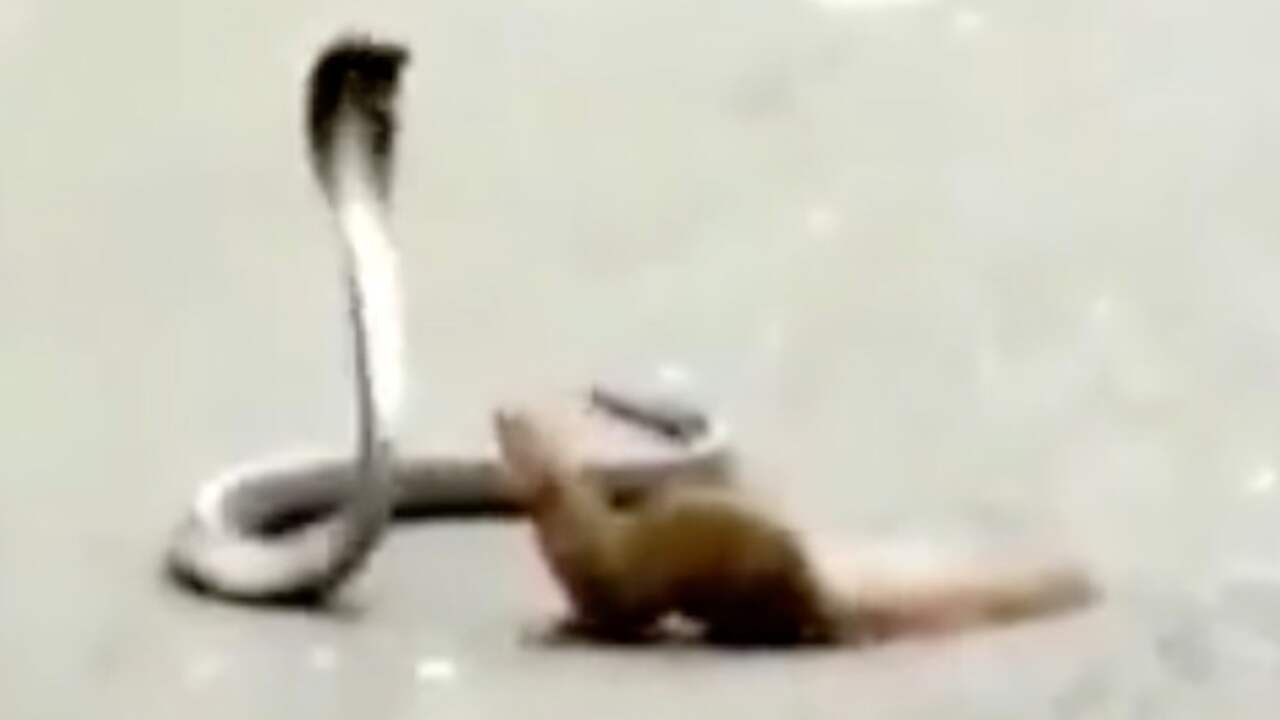 Slang en mangoest houden verkeer in India op met gevecht NU.nl