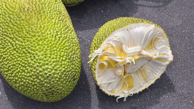 De vlezige jackfruit gebruiken vegakoks graag in gerechten waar traditioneel kip in zit.