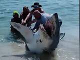 Amerikaanse strandgangers slepen spartelende haai terug de zee in
