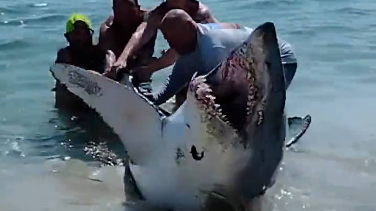 Beeld uit video: Amerikaanse strandgangers slepen spartelende haai terug de zee in