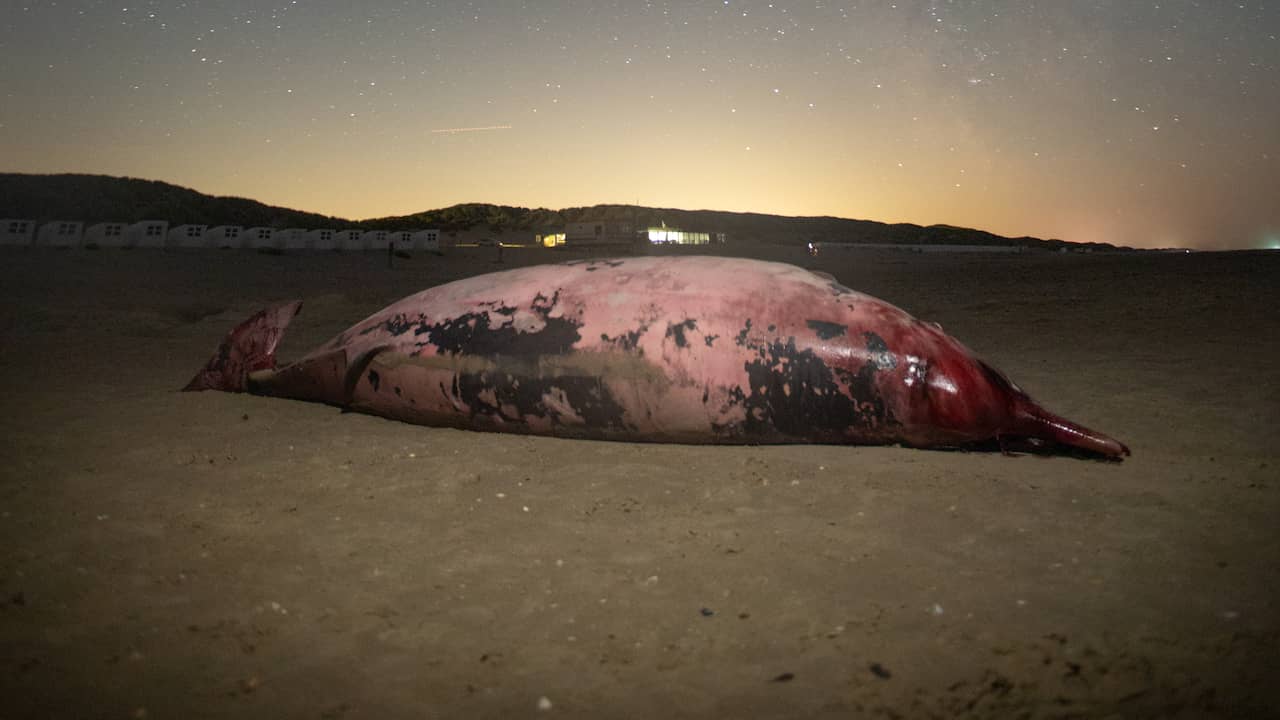 Beeld uit video: Spitssnuitdolfijn dood aangetroffen op strand van Texel