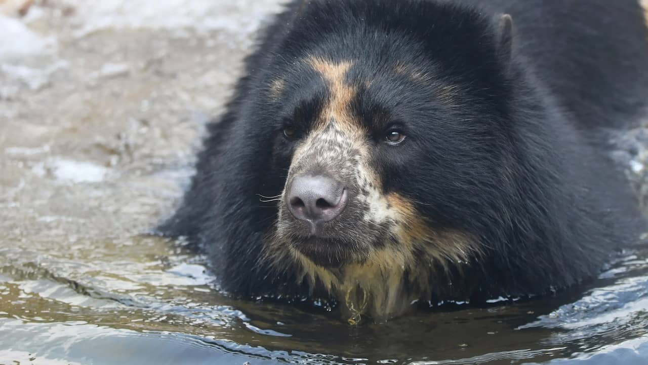 Bear escapes from US zoo twice in a month |  Abroad