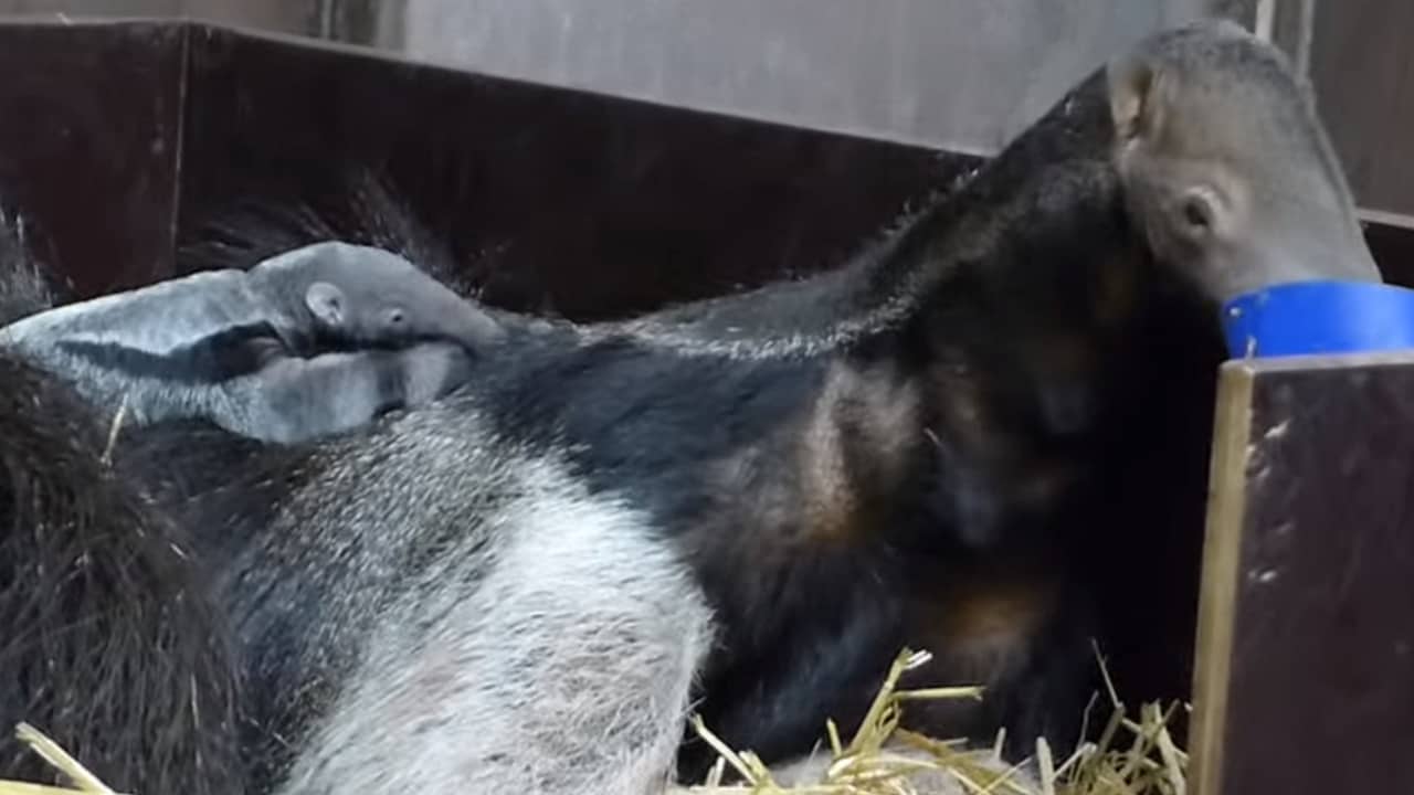 Grote miereneter geboren in Artis