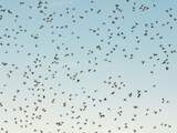 Duizenden vliegende mieren in de lucht: Waar komen ze vandaan?