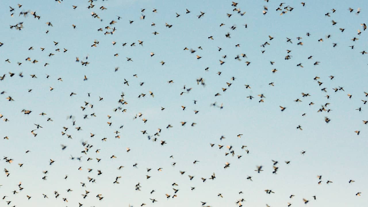 Thousands of flying ants in the sky: Where do they come from? - Teller ...