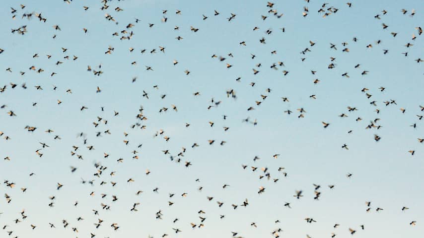 Duizenden vliegende mieren in de lucht: waar komen ze vandaan?