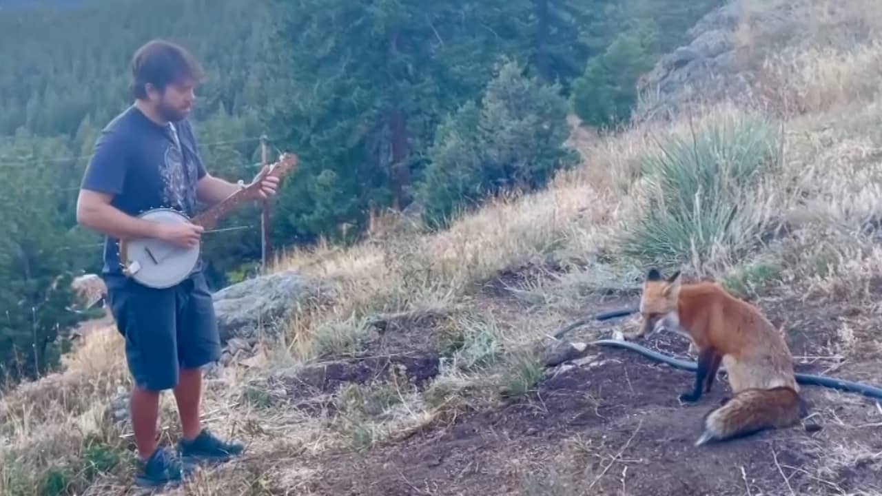 Beeld uit video: Amerikaan speelt banjo voor wilde vos