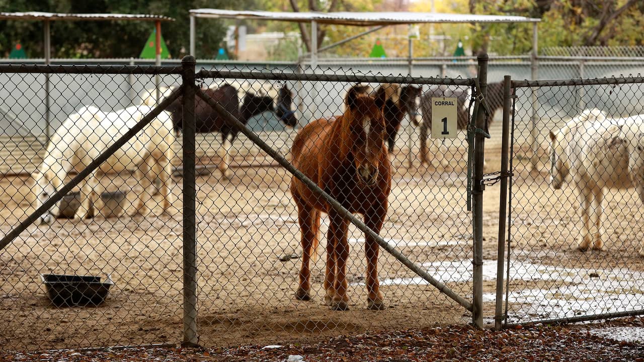 Quinze enfants blessés dans un accident de poney de course en France |  À PRÉSENT