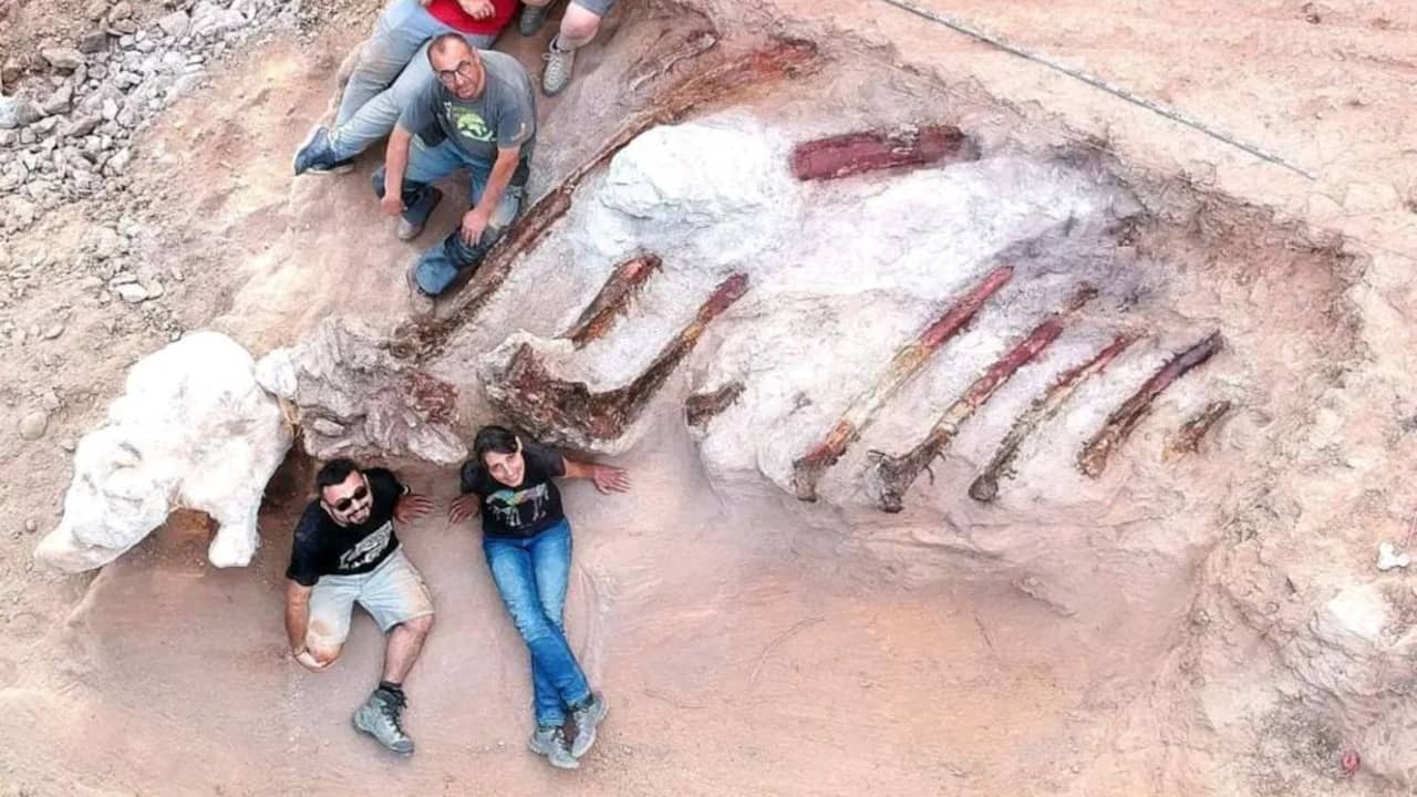 The skeleton of the premier dinosaur in Europe observed in the Portuguese courtyard |  Science