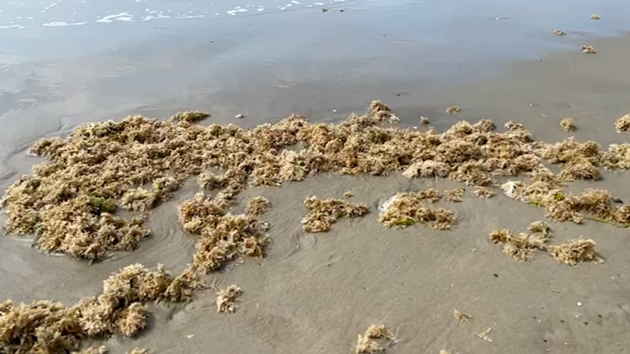 Beeld uit video: Strand van Ameland ligt bezaaid met stinkende mosdiertjes