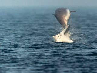 Biologen vinden dolfijn met dertig plastic zakken in maag