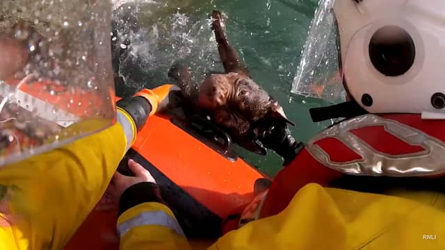 Hond uit zee gered na val van klif in Wales